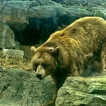 Oakland Zoo - Black bear - Zoos Near Me - Oakland, California