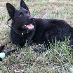 Manifest K9