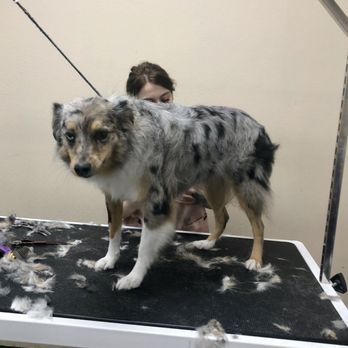 Suds N Bubbles - Pet Groomers Near Me - Las Vegas, Nevada Suds N Bubbles - Pet Groomers Near Me - Las Vegas, Nevada