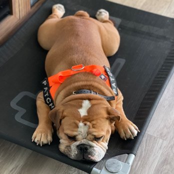 No Bull Rehab - Patch relaxing during his place time - Pet Training Near Me