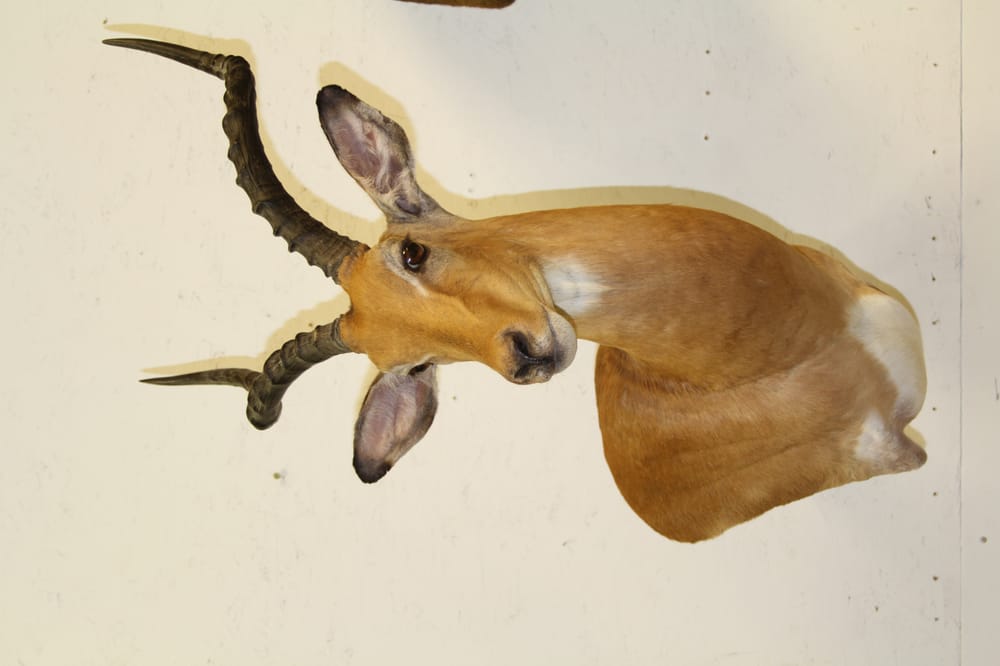 Adventure Taxidermy Studio L.L.C. - taxidermy in Billings, MT