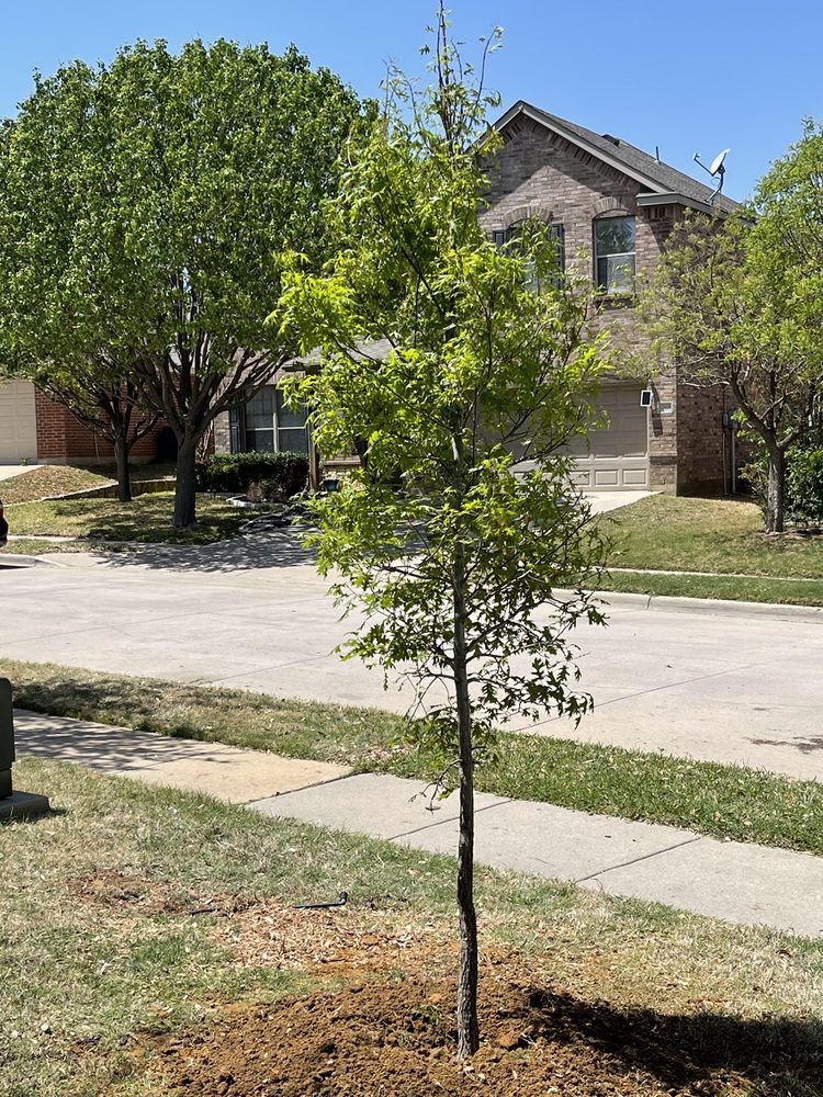 Advanced Tree Services - tree service in Burleson, TX