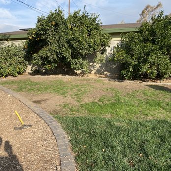 Romero trees and landscape - Before - Tree Services Near Me Romero trees and landscape - Before - Tree Services Near Me
