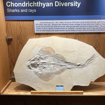 Wyoming Dinosaur Center - Museums Near Me - Thermopolis, Wyoming Wyoming Dinosaur Center - Museums Near Me - Thermopolis, Wyoming