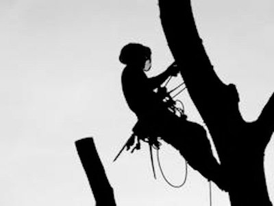 Tree Logic - tree service in Charleston, SC