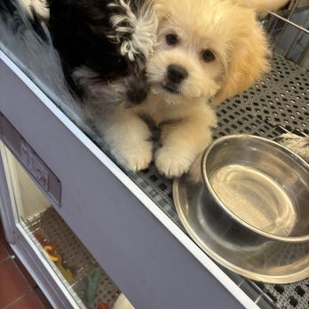 Pets Plus - Poor babies they just want out of this puppy mill - Pet Stores Near Me - Stafford, Virginia Pets Plus - Poor babies they just want out of this puppy mill - Pet Stores Near Me - Stafford, Virginia