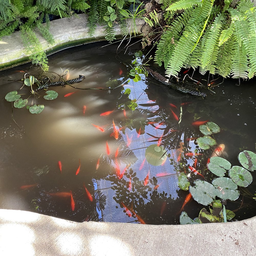 Wilder Park Conservatory - Koi pond - Botanical Gardens Near Me - Elmhurst, Illinois Wilder Park Conservatory - Koi pond - Botanical Gardens Near Me - Elmhurst, Illinois
