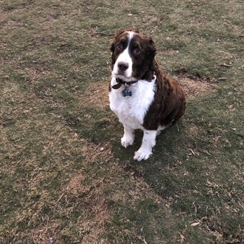 Considerate K9 - Hunter learning what stay means - Pet Training Near Me - Greenbrier, Tennessee