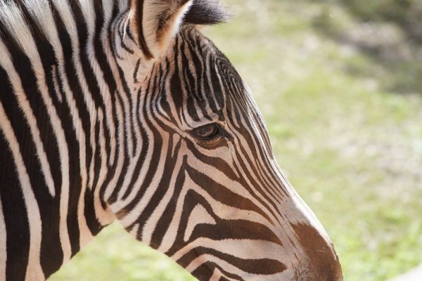 Phoenix Zoo 455 N Galvin Pkwy Phoenix, AZ Special Interest ...