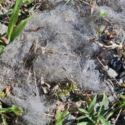 Gibson Hill RV Park - Clumps of animal fur strewn on my site