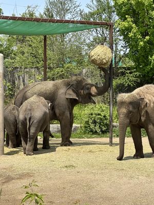 African Lion Safari by null