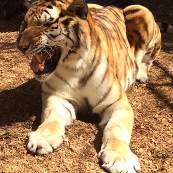 Everglades Outpost - Cheeky!! - Zoos Near Me - Homestead, Florida