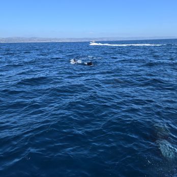 Newport Landing - Dolphins! - Whale Watching Tours Near Me - Newport Beach, California