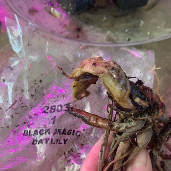 Direct Gardening - Rotted and mushy - Nurseries & Gardening Near Me - Bloomington, Illinois Direct Gardening - Rotted and mushy - Nurseries & Gardening Near Me - Bloomington, Illinois