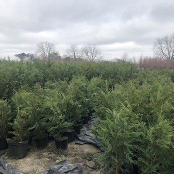 Broadwell's Nursery - Leyland Cypress! - Nurseries & Gardening Near Me - Angier, North Carolina