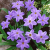 Wolf Trap Nursery gift card