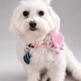 Photo of House of Paws