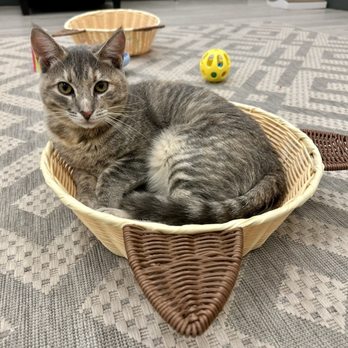 Mini Cat Town - Pet Adoption Near Me - Pleasanton, California Mini Cat Town - Pet Adoption Near Me - Pleasanton, California