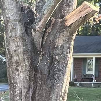Phinnessee Tree - Complete job , absolutely amazing - Tree Services Near Me