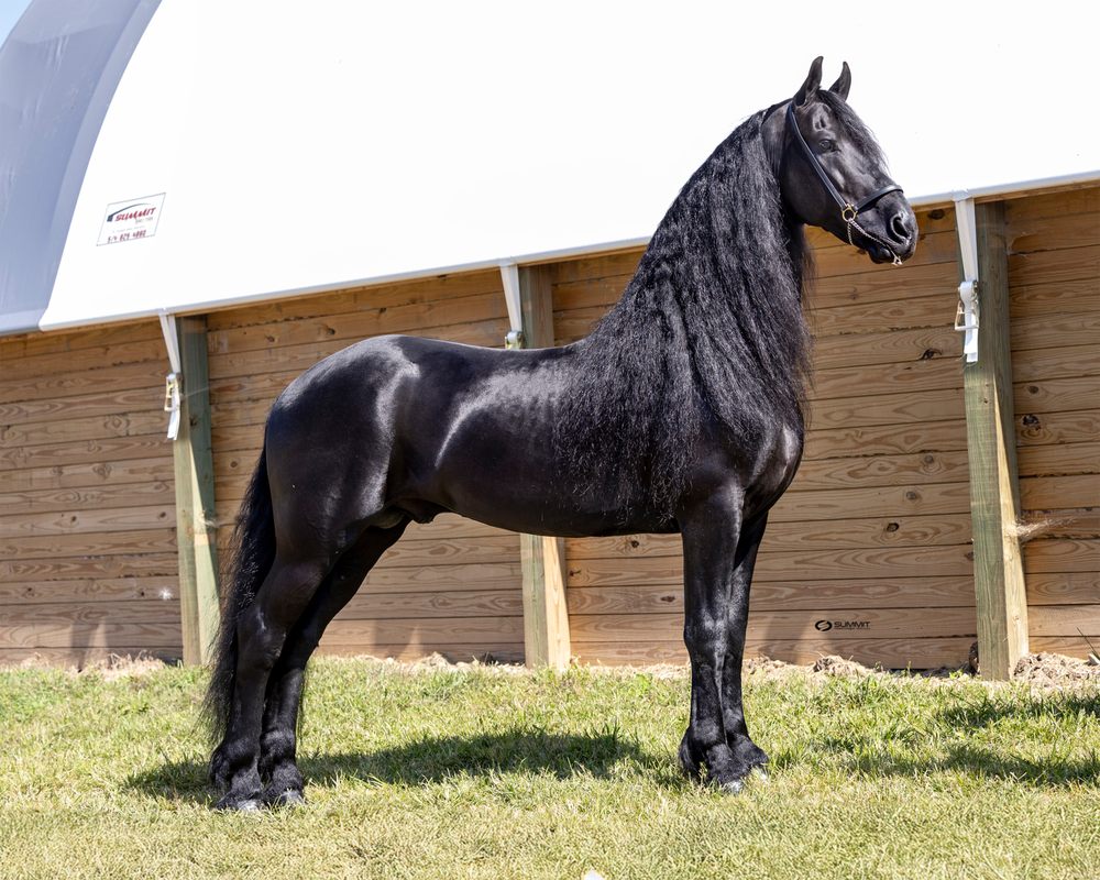 Pine Meadow Equine - equestrian in Topeka, IN