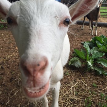 Caromont Farm - Attraction Farms Near Me - Esmont, Virginia Caromont Farm - Attraction Farms Near Me - Esmont, Virginia