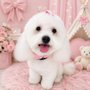 Fluffy Go