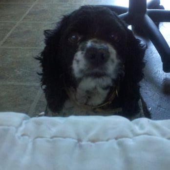 Alpine Veterinary Hospital - OREO - Veterinarians Near Me - Concord, California