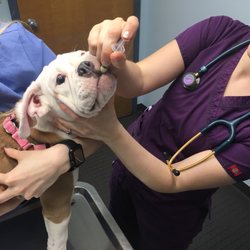 north shore pet clinic