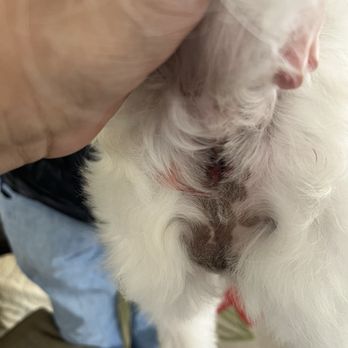 Petco - Another photo of nicked rectum. - Pet Stores Near Me - Port Hueneme, California Petco - Another photo of nicked rectum. - Pet Stores Near Me - Port Hueneme, California