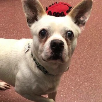 diane's discount pet supplies