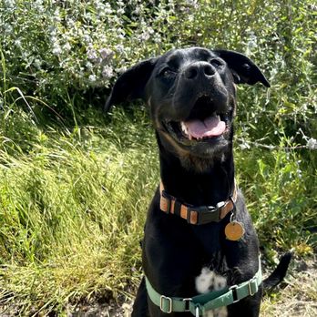 Elite Pup Training - Pet Training Near Me - Goleta, California