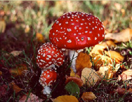 JOVEC Consulting - mold inspector in Palm Springs, CA