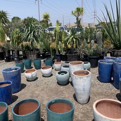 California Greenhouses - Lots of pots for sale as well and big plants!