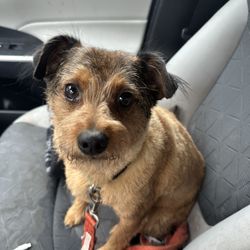 North County Pet Grooming