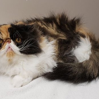 Jee Jac Kennels - Did someone say MEOW!! Ariel such a sweet little kitty!:) - Pet Groomers Near Me - Burlington, Washington Jee Jac Kennels - Did someone say MEOW!! Ariel such a sweet little kitty!:) - Pet Groomers Near Me - Burlington, Washington