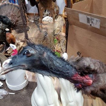 Lifelike Taxidermy - Taxidermy Near Me - Franklin, Pennsylvania Lifelike Taxidermy - Taxidermy Near Me - Franklin, Pennsylvania