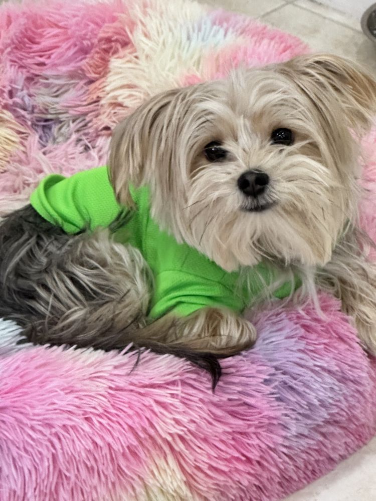 Woof Wonders Day Care and Home Away From Home - pet boarding facility in Miami, FL