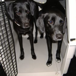 Dog World Rescue - Olivia and Coral