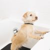 The Doggy Detail gift card