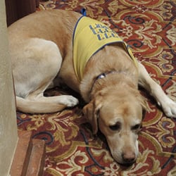 Trecini Winery - Knox, our Canine Companion greeter/breeder.
