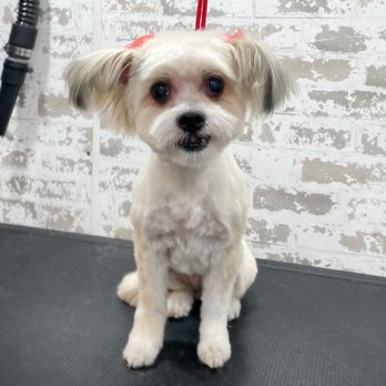 Bold and Beautiful K9 - Pet Groomers Near Me