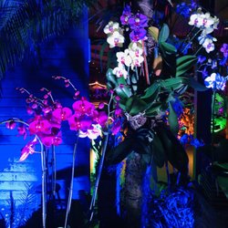 Night Lights in the Garden