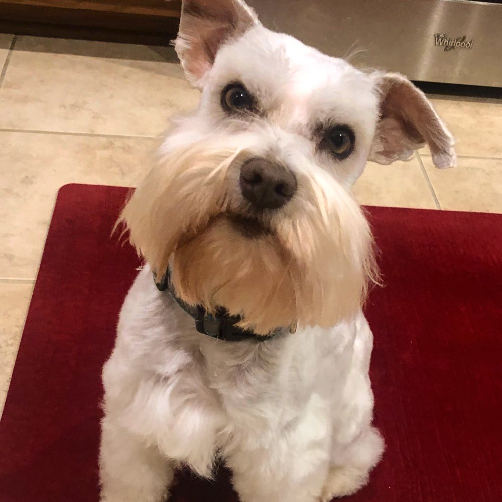 Letha's Pet Styling - Pet Groomers Near Me - La Porte, Texas Letha's Pet Styling - Pet Groomers Near Me - La Porte, Texas