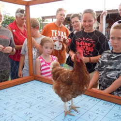 Manor Lions Club - Chicken bingo at the Manor Fest