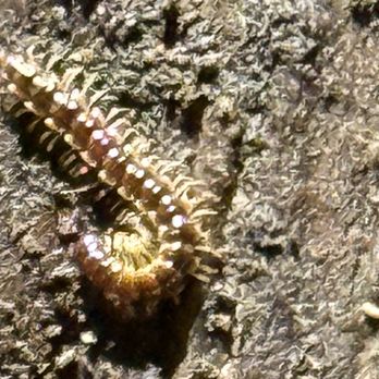 Bridal Cave Development Co Inc & Thunder Mountain Park - Cave life Millie Millipede - Wedding Chapels Near Me - Camdenton, Missouri Bridal Cave Development Co Inc & Thunder Mountain Park - Cave life Millie Millipede - Wedding Chapels Near Me - Camdenton, Missouri