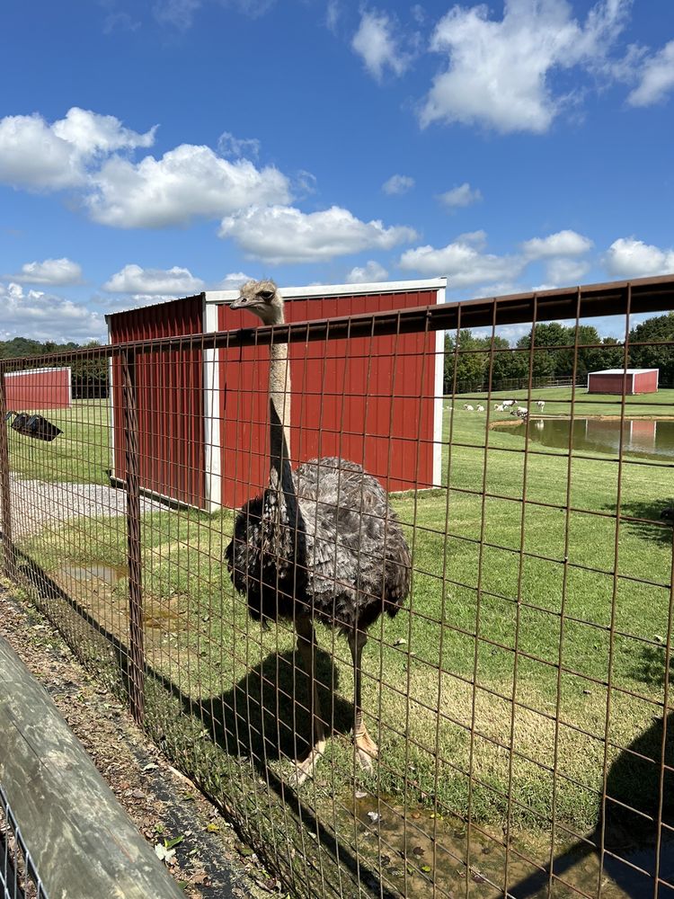 BRIGHT’S ZOO Updated October 2024 67 Photos & 33 Reviews 3425 Hwy