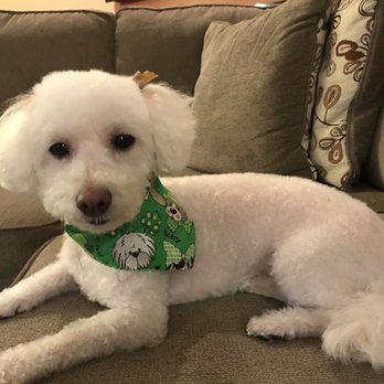 Howlistic Grooming - Pet Groomers Near Me - Chicago, Illinois Howlistic Grooming - Pet Groomers Near Me - Chicago, Illinois