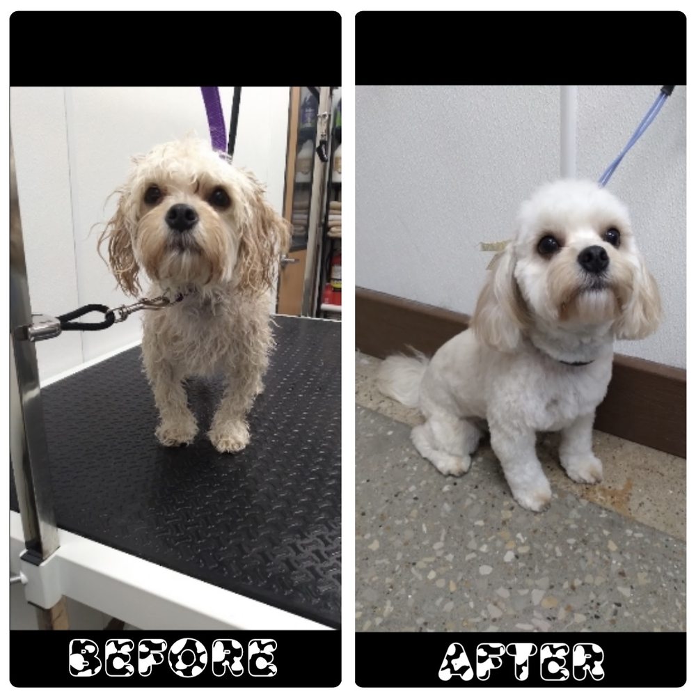 ST CHARLES GROOMING Updated September 2024 17 Photos & 13 Reviews