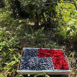 Fairwinds Farm - Beautiful bounty of berries!
