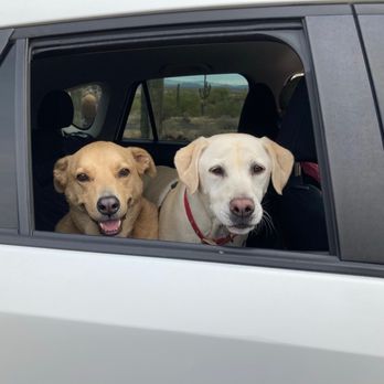 bio dude crested gecko kit